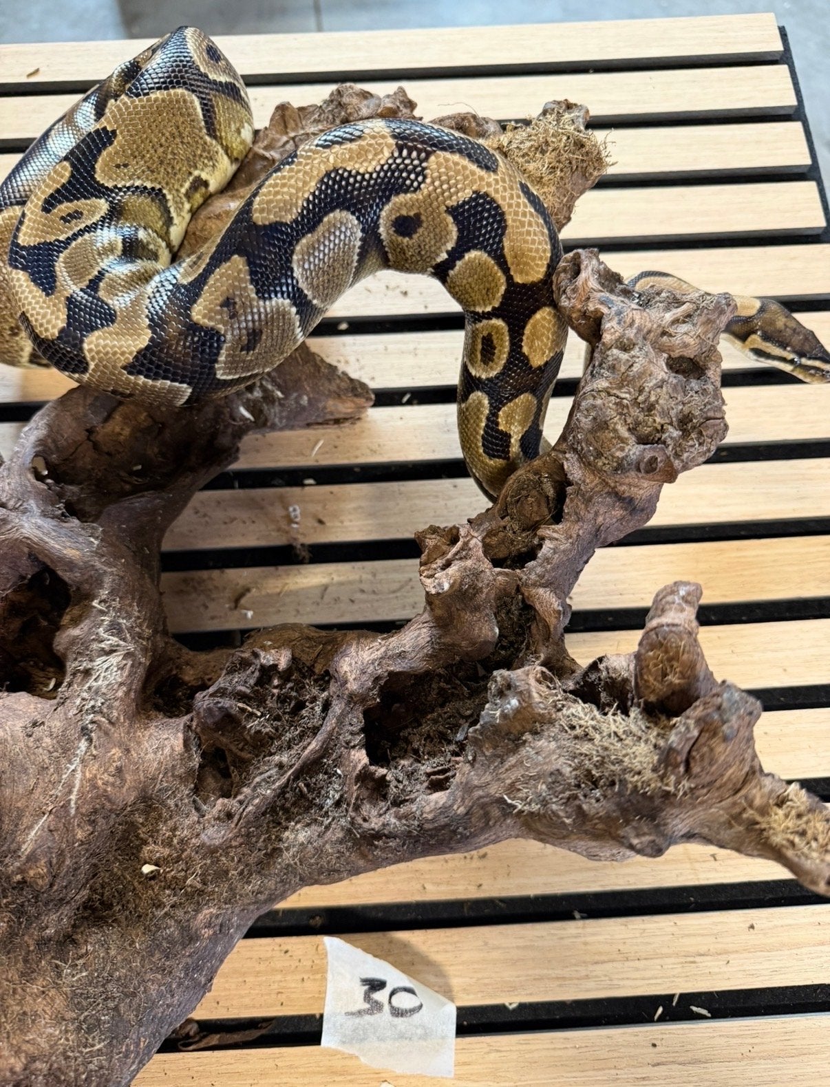 ball pythons vrouwen volwassen, Slang, 0 tot 2 jaar