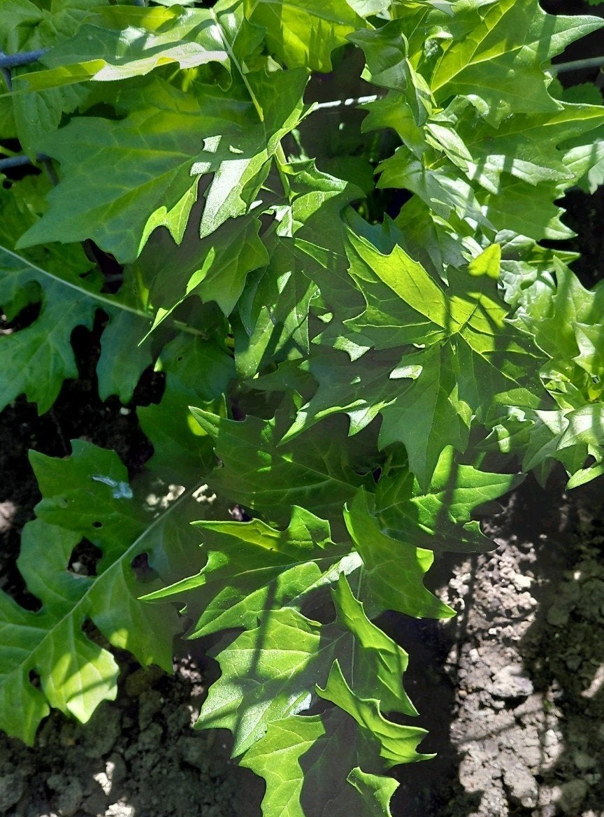 Jonge Acanthus Mollis plantjes, Tuin en Terras, Ophalen, Overige soorten, 100 tot 250 cm