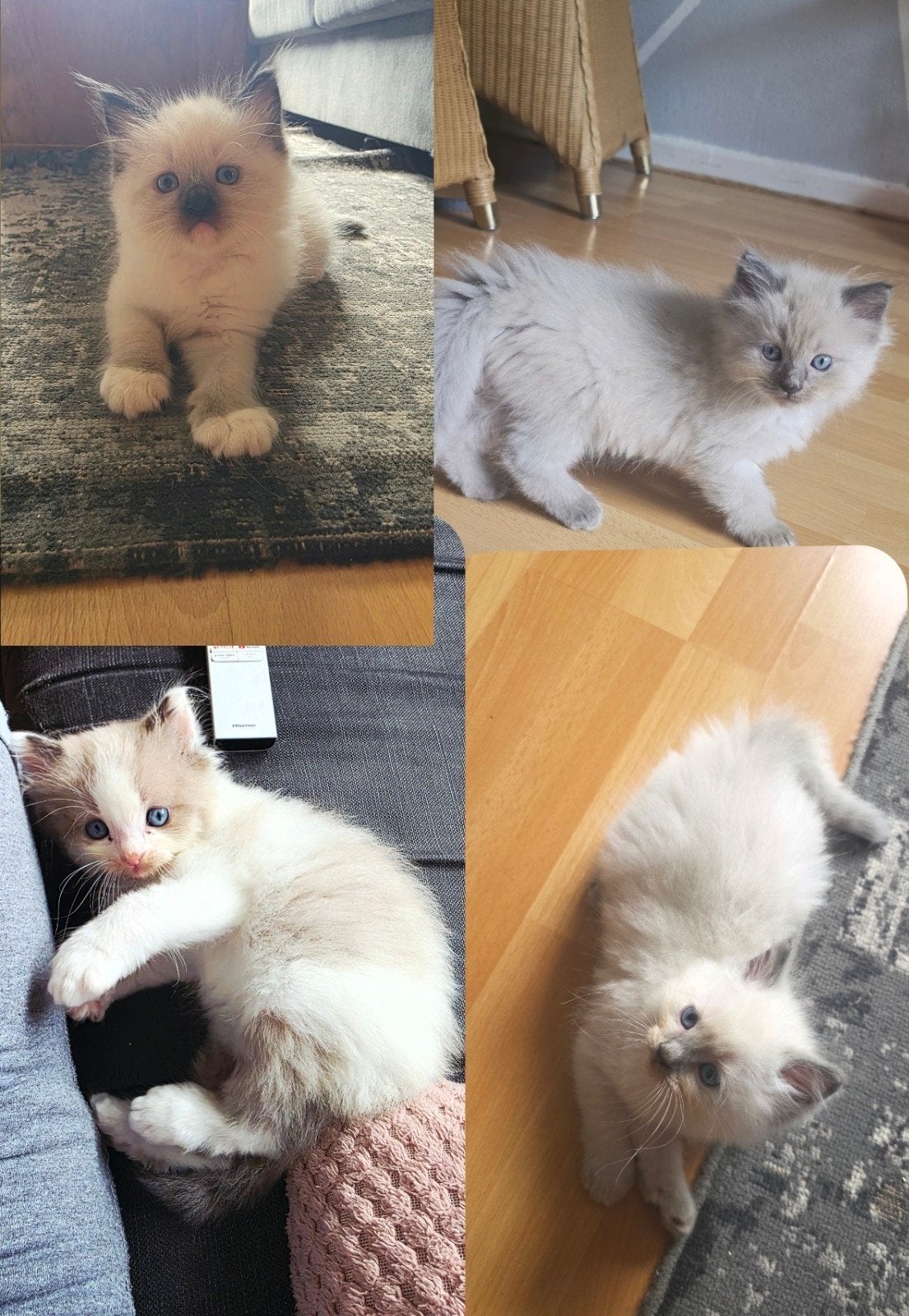 Ragdoll kittens per direct beschikbaar, Meerdere dieren, Ontwormd