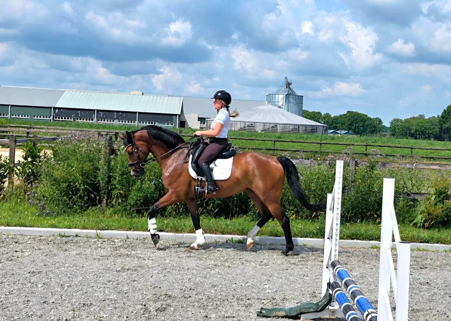 Geweldige allrounder! SUPER KANS!!! BIEDEN!, Merrie, Dressuurpaard, 3 tot 6 jaar