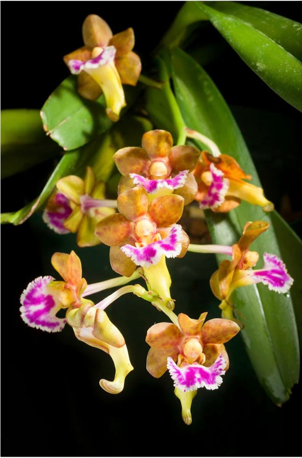Vanda (Aerides) flabellata, Ophalen of Verzenden, Halfschaduw, Minder dan 100 cm