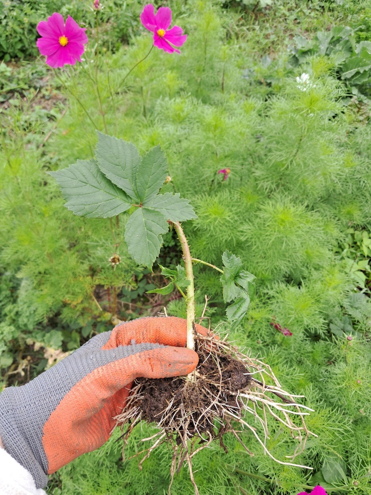 Gratis Biologische Braamstruik stekjes, Ophalen, Eenjarig, Groenteplanten, Volle zon