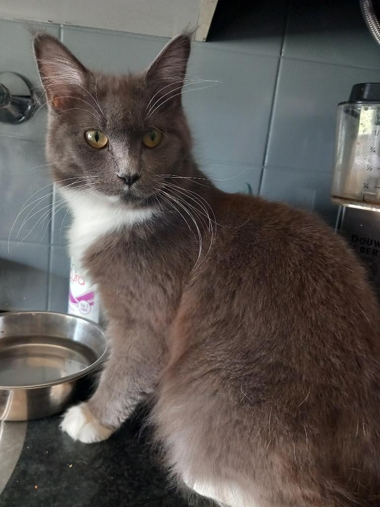 Prachtige Blauw-Grijze Maine Coon Dame, Dieren en Toebehoren, Katten en Kittens | Raskatten | Langhaar, Poes, Gechipt, 0 tot 2 jaar