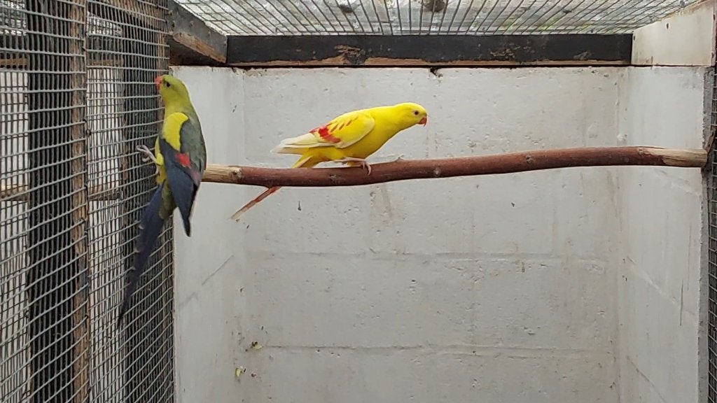 Koppels, Dieren en Toebehoren, Vogels | Parkieten en Papegaaien, Meerdere dieren, Parkiet, Geringd