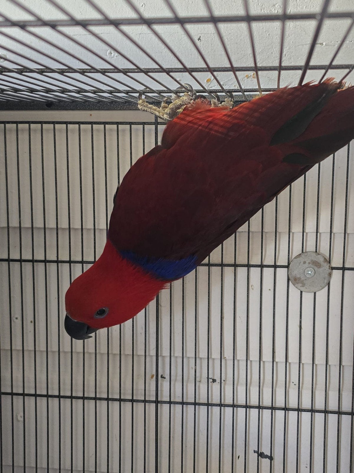 goed klikkend koppel edels, Dieren en Toebehoren, Meerdere dieren, Papegaai