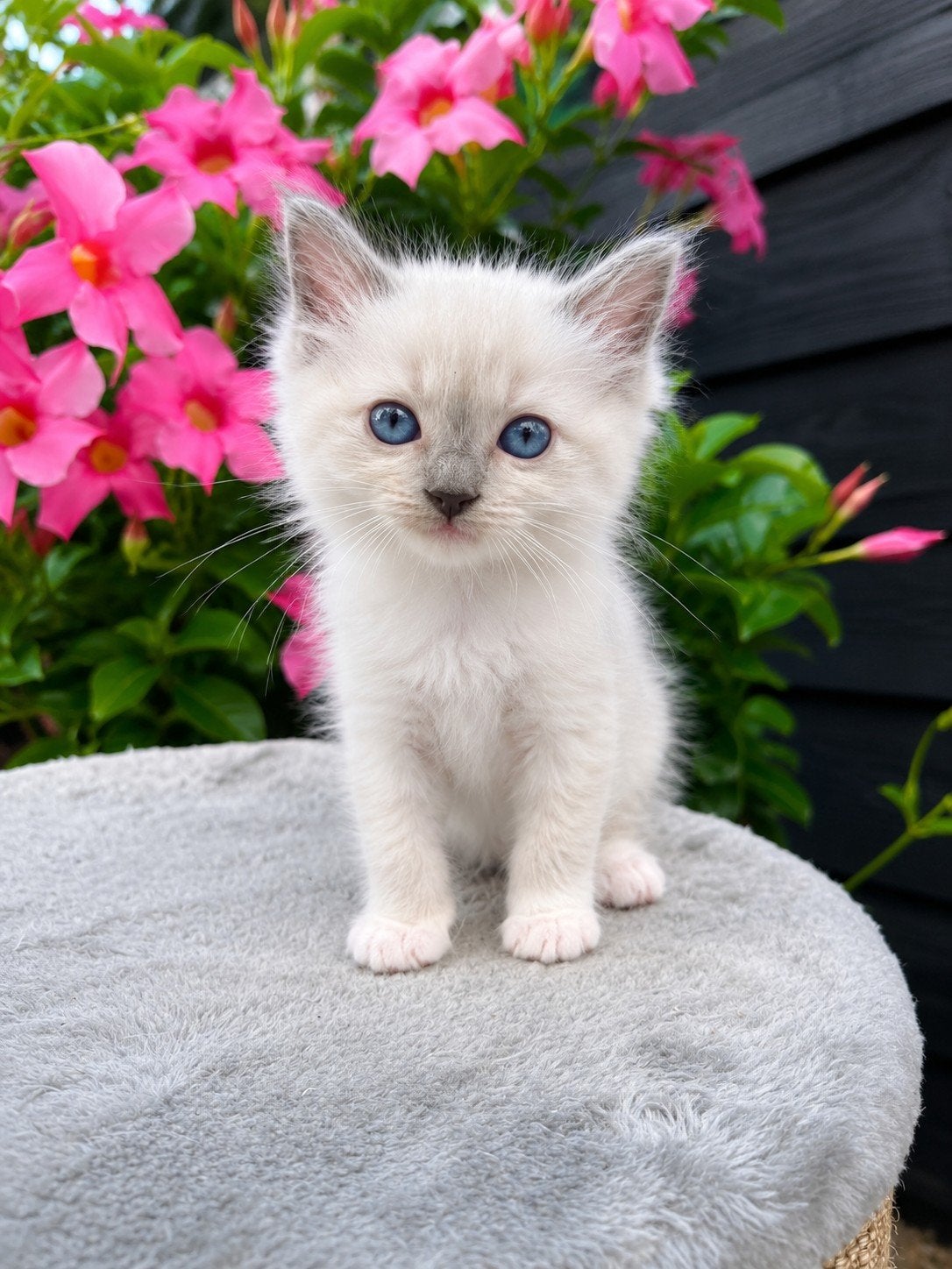Ragdoll kitten met stamboom – Amy, Poes, Met stamboom, 0 tot 2 jaar
