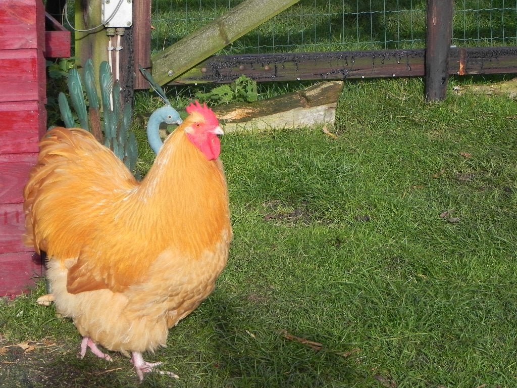 Gezocht: 2 grote Orpington buff hanen raszuiver! 1 jaar oud, Dieren en Toebehoren, Mannelijk, Kip