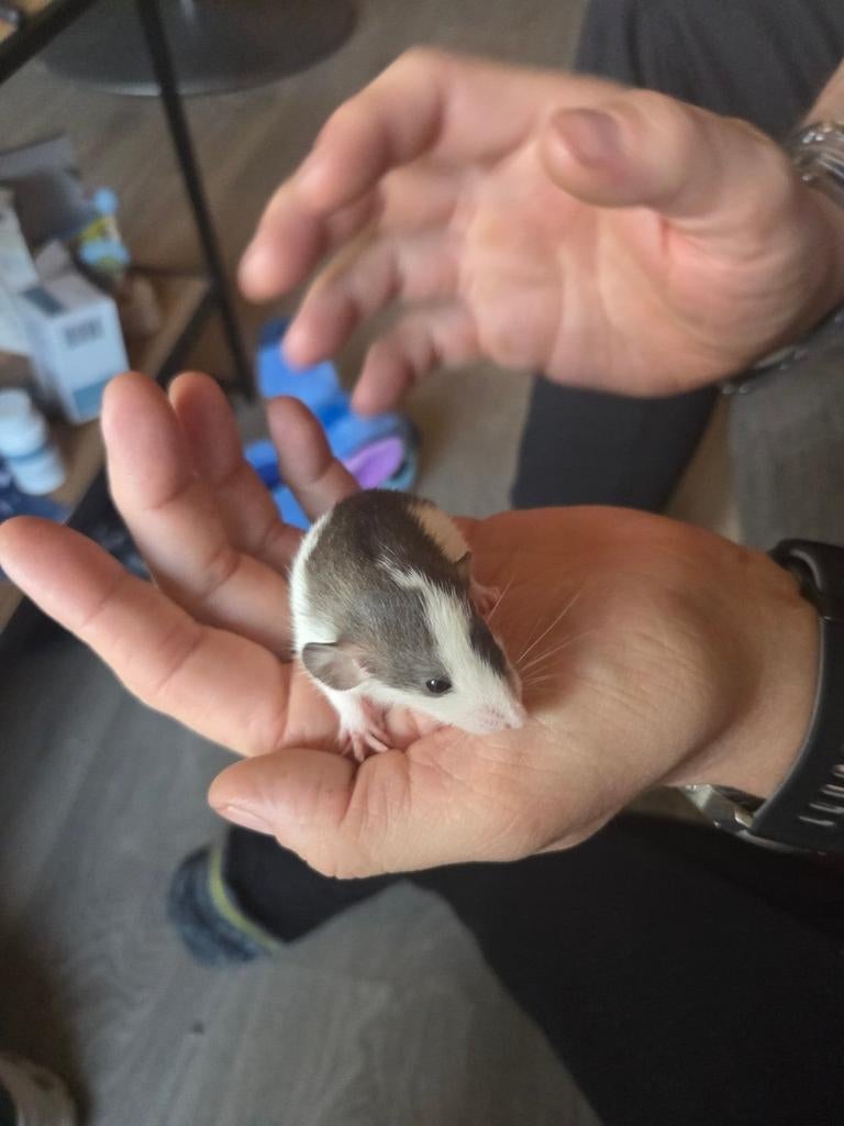 Lieve dumbo ratjes, Rat, Maart, Meerdere dieren, Tam