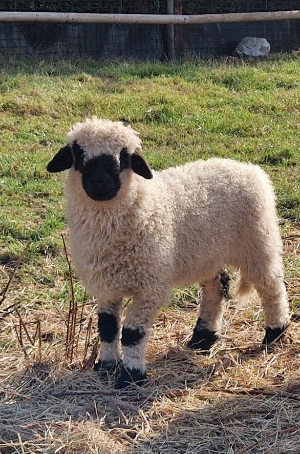 Walliser Schwarznase ram lam, Mannelijk, Schaap, 0 tot 2 jaar