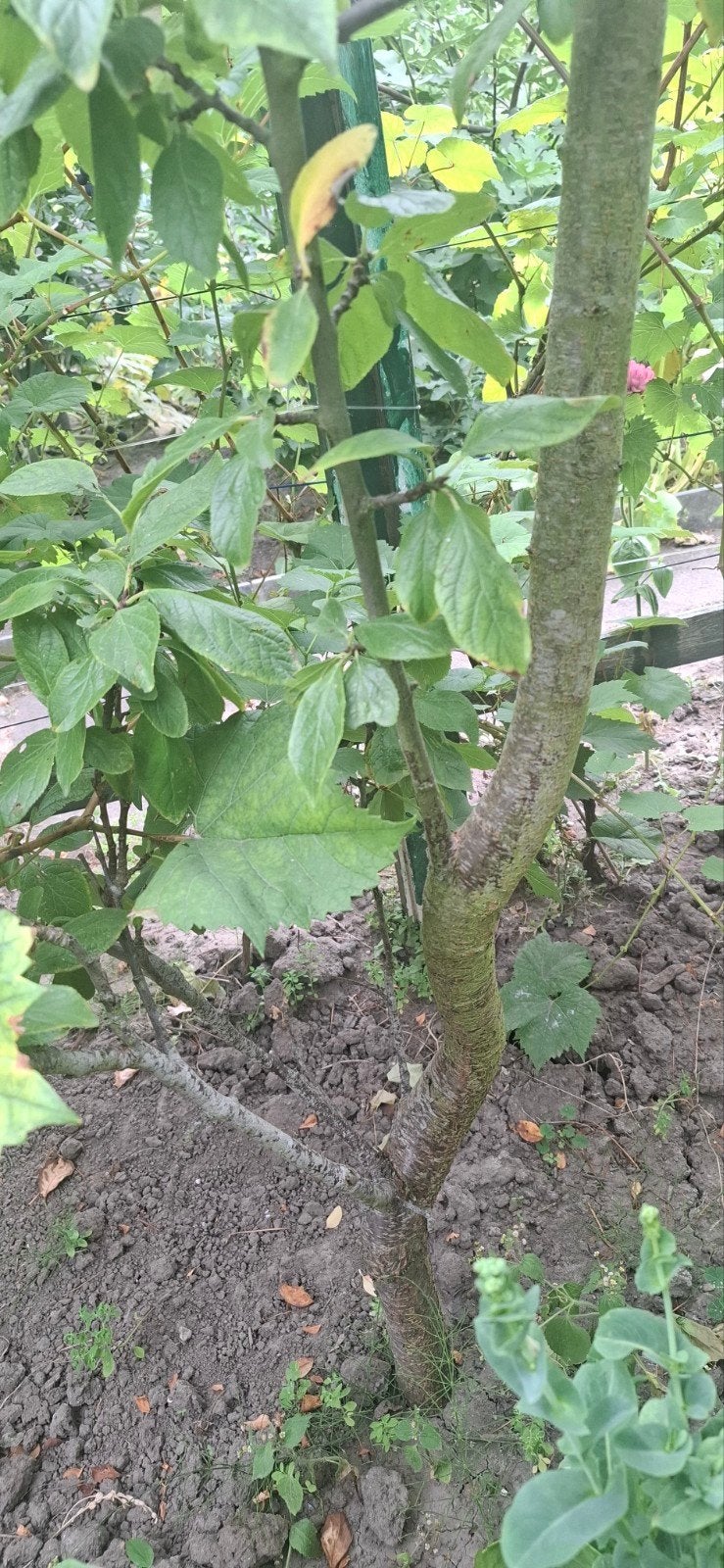 Gele pruimenboom, Overige soorten, Lente, 250 tot 400 cm, Ophalen