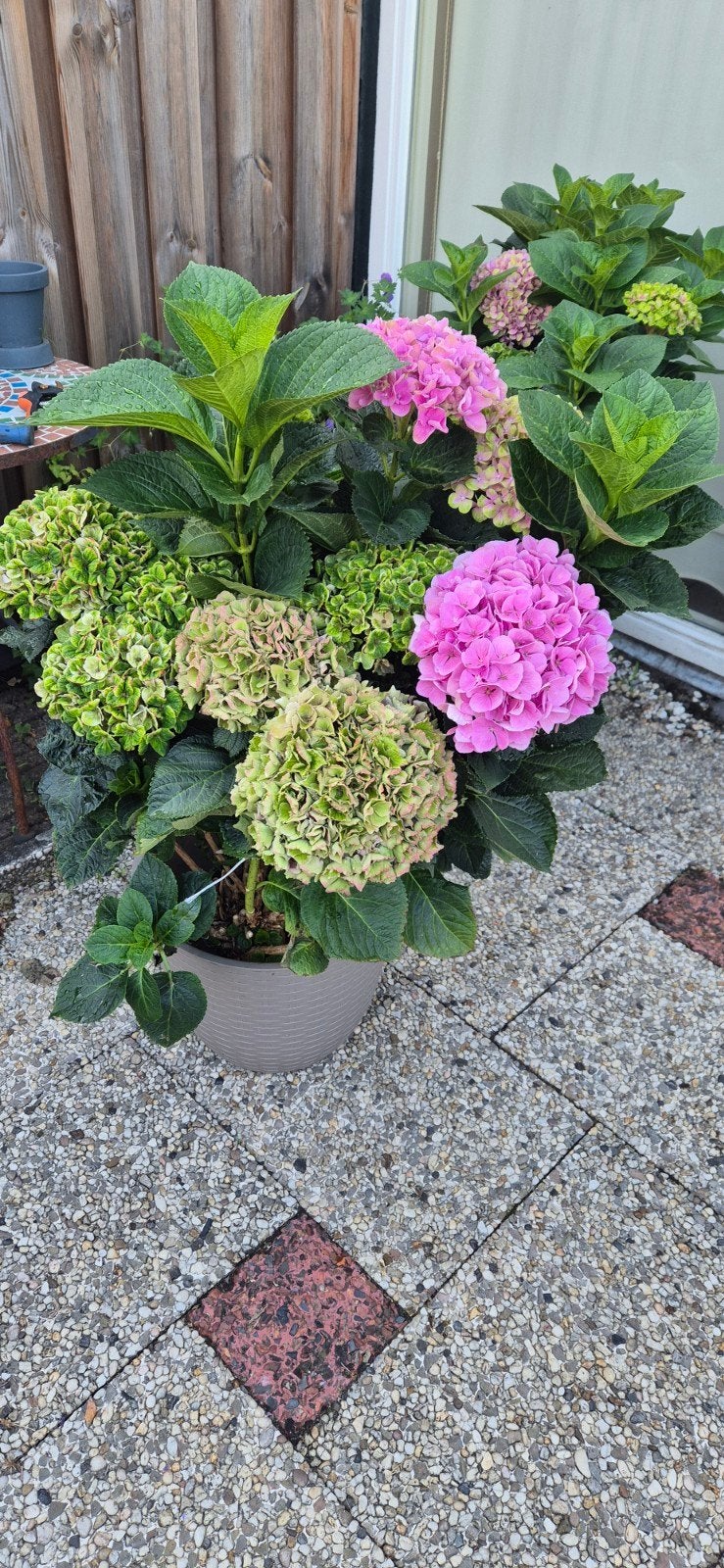 hortensia planten, Ophalen, Overige soorten, Halfschaduw