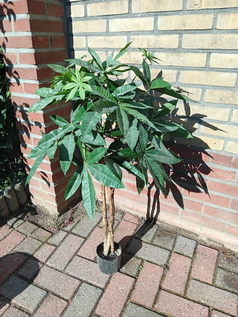 kunst kamerplant Pachira aquatica ´geldboom´, Huis en Inrichting, Ophalen, Overige soorten, Halfschaduw, In pot