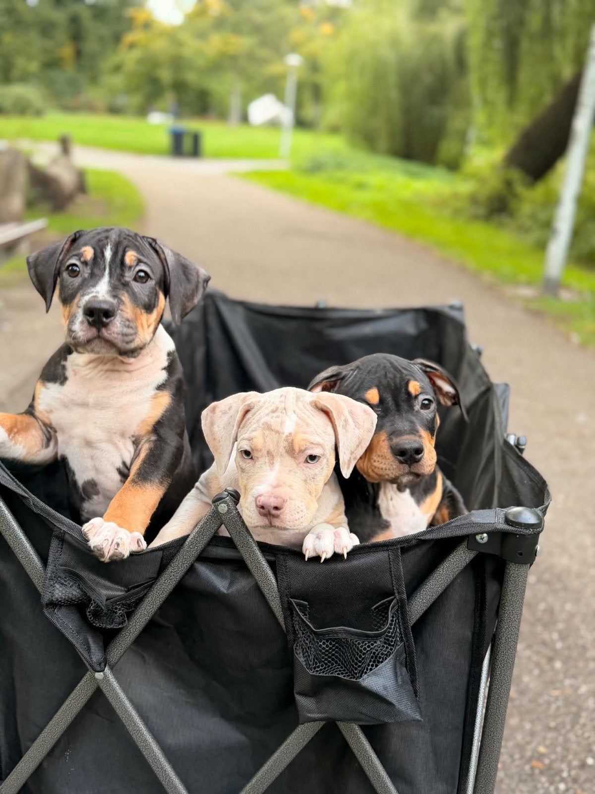 AMERICAN BULLY XL PUPPYS 11 WEKEN OUD!, 8 tot 15 weken, Bulldog, Meerdere, Meerdere dieren