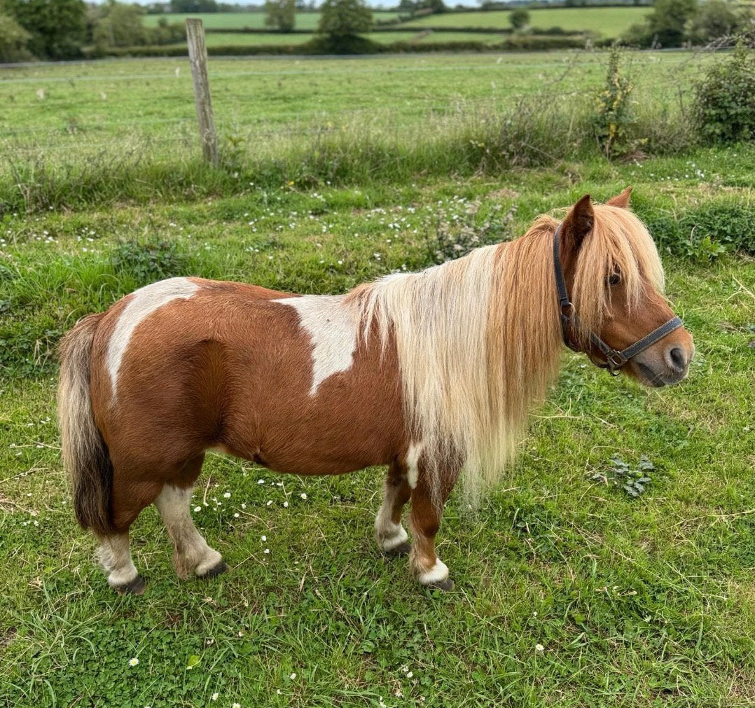 2 mini merrie,s, Dieren en Toebehoren, Niet van toepassing, A pony (tot 1.17m), 7 tot 10 jaar, Recreatiepony