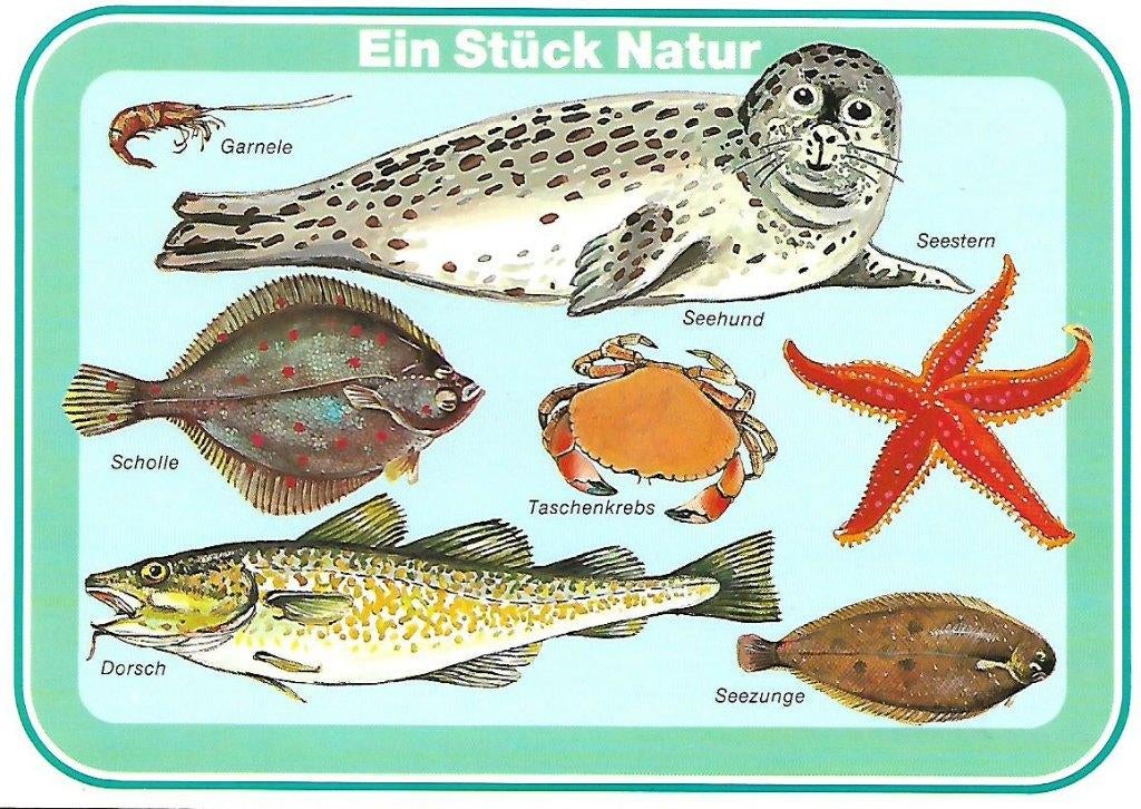 Waddenzee- -Dieren., Verzenden, 1980 tot heden, Ongelopen, Overige thema's