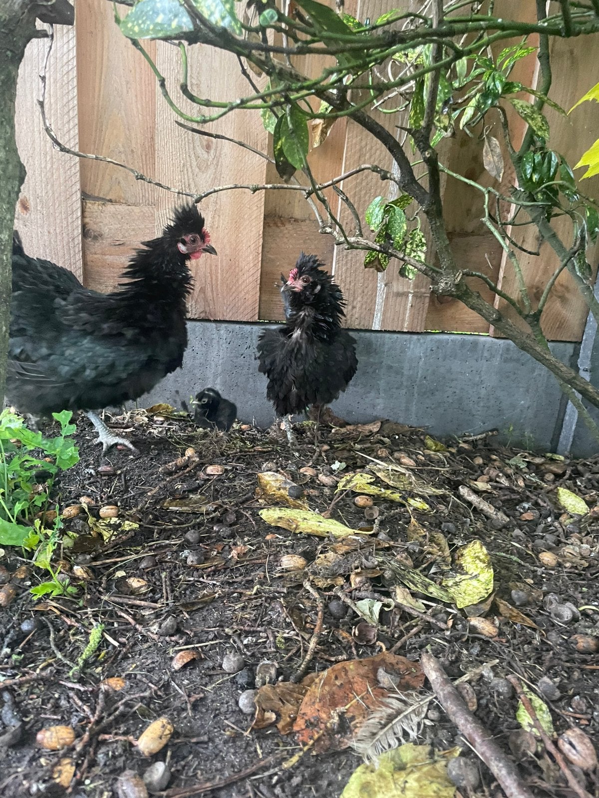 Twee hennen met kuikens, Dieren en Toebehoren, Pluimvee, Kip, Vrouwelijk