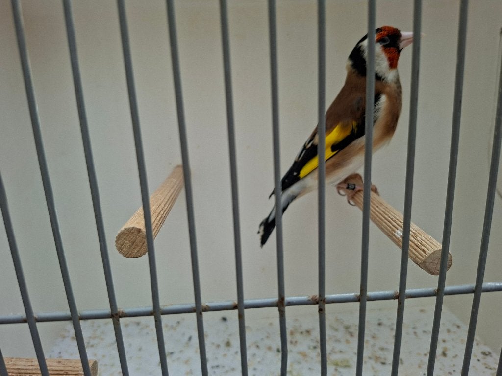 Major putter man 2025, Dieren en Toebehoren, Mannelijk, Wildzangvogel, Geringd