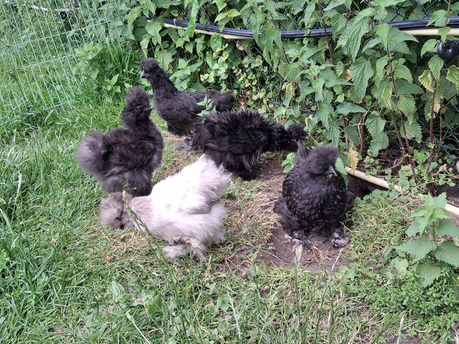 Zijdehoenders kippen, Dieren en Toebehoren, Geslacht onbekend, Kip