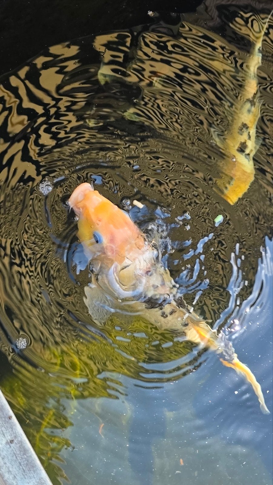 5x prachtige volwassen koi karpers te koop., Karper of Koi