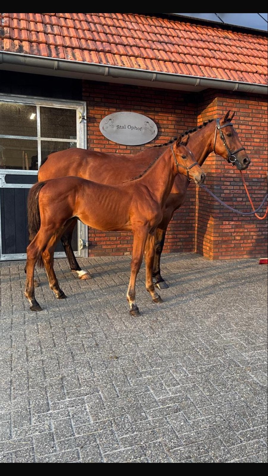 Talentvolle KWPN elite merrie 2020 drachtig van Donthargos, Dieren en Toebehoren, Paarden, Merrie, Springpaard