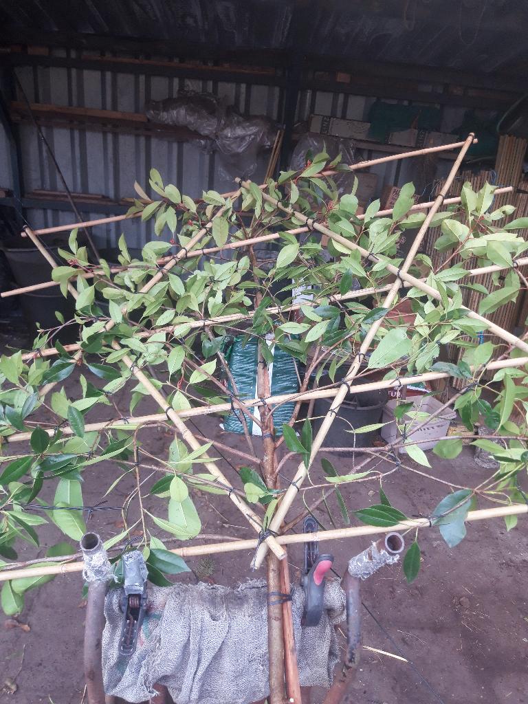 Photinia fraseri Red Robin  als leiboom in pot, Leiboom, Lente, 250 tot 400 cm, Ophalen