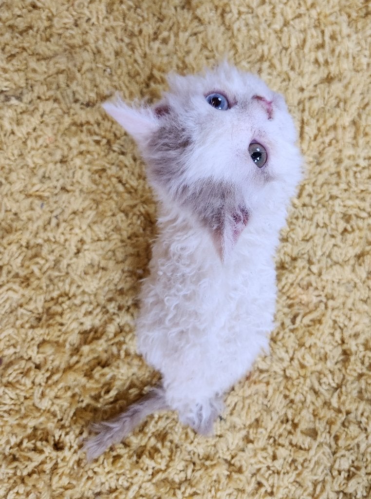 Selkirk rex katertje HOMOZYGOOT EN ODD EYES met stamboom, Dieren en Toebehoren, Kater, Met stamboom, 0 tot 2 jaar