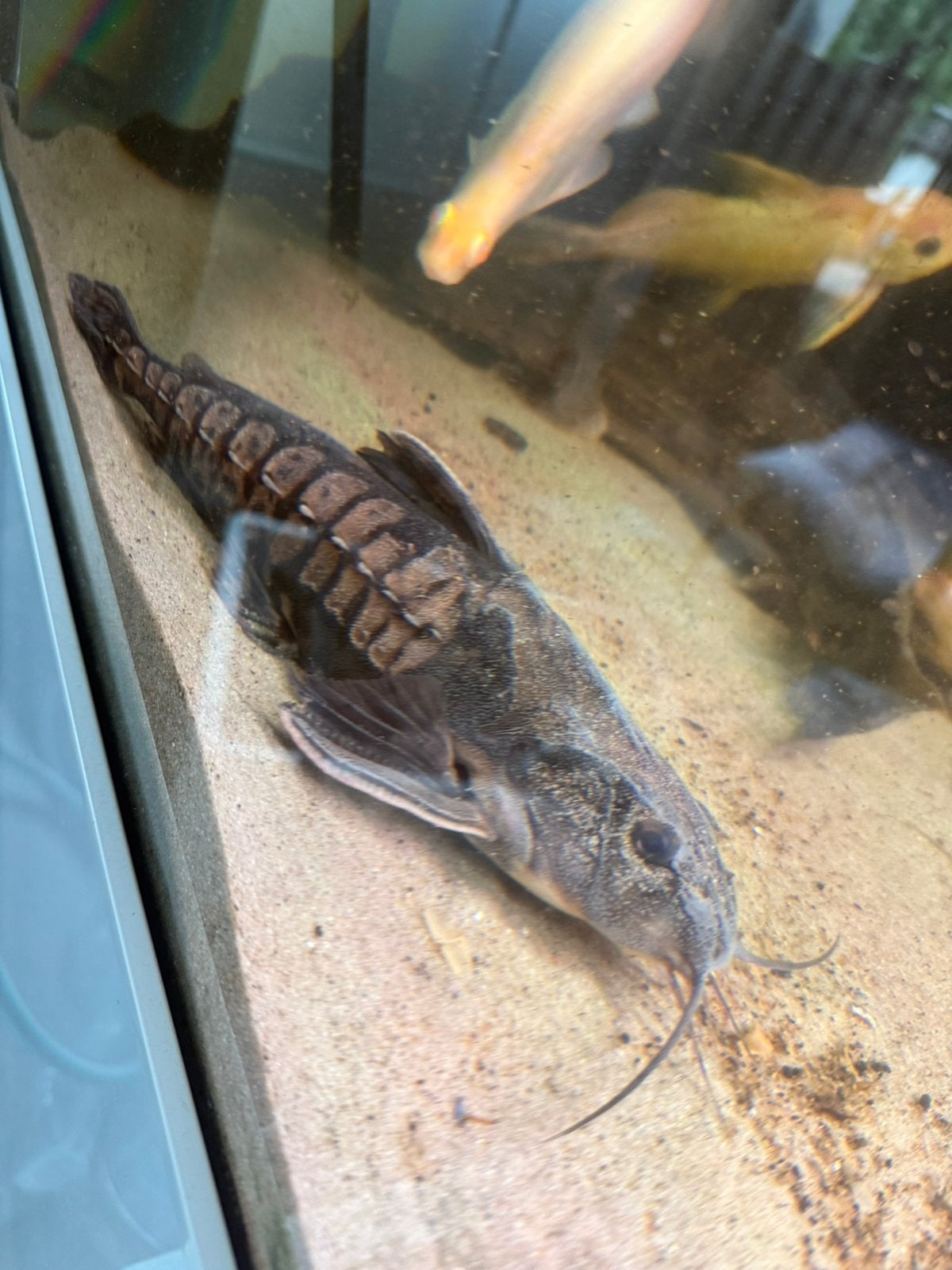Irwini meerval Megalodoras uranoscopus, Dieren en Toebehoren, Vis