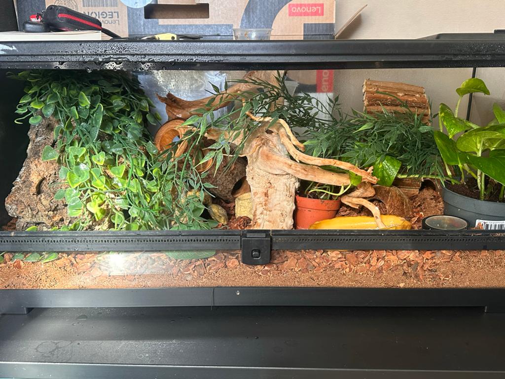Gekko + terrarium, Ophalen, Zo goed als nieuw, Terrarium of Paludarium