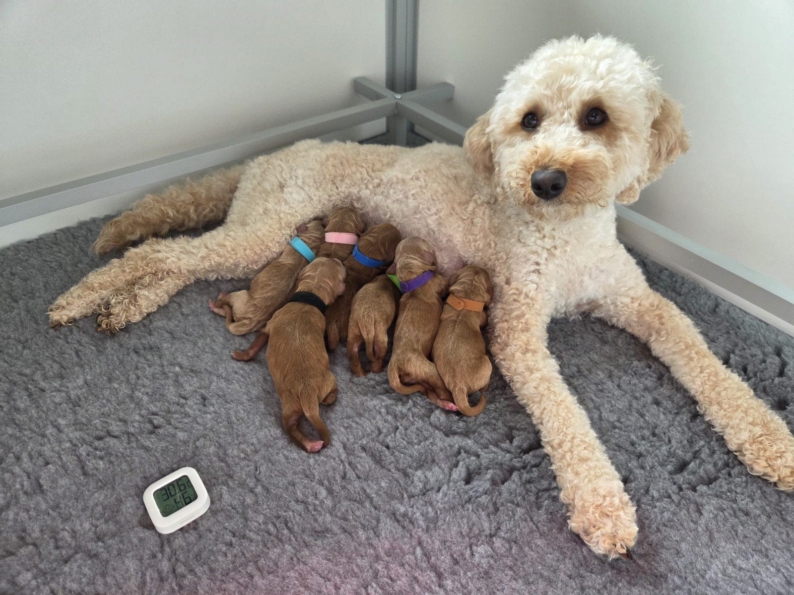 mini labradoodles, Overige rassen, 8 tot 15 weken, Meerdere, Meerdere dieren