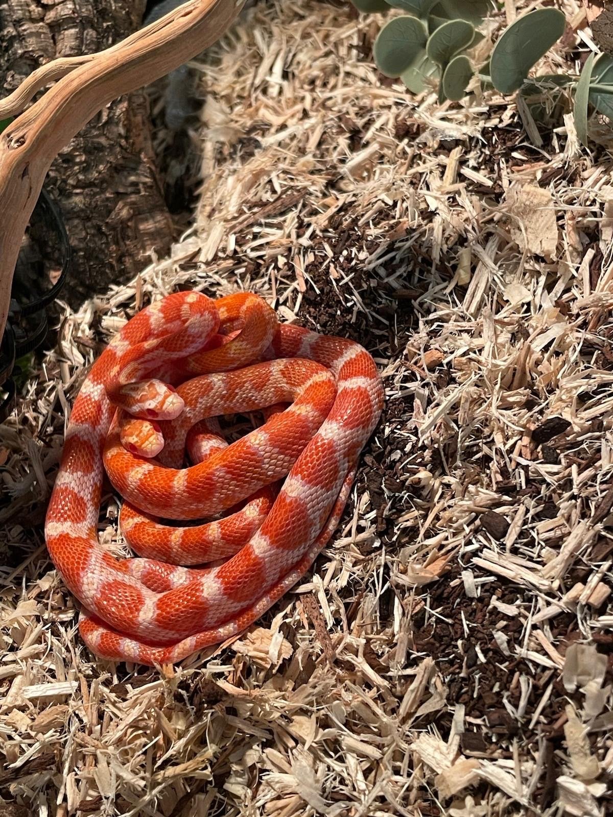 Rattenslangen Rat Snake - unknown for sale from Igor Hagedoorn