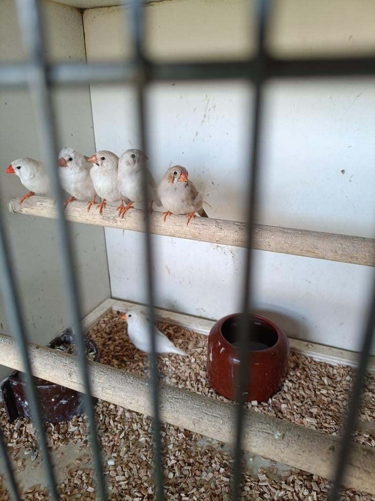 Zeebravinken drie koppels 12 euro per koppel, Meerdere dieren