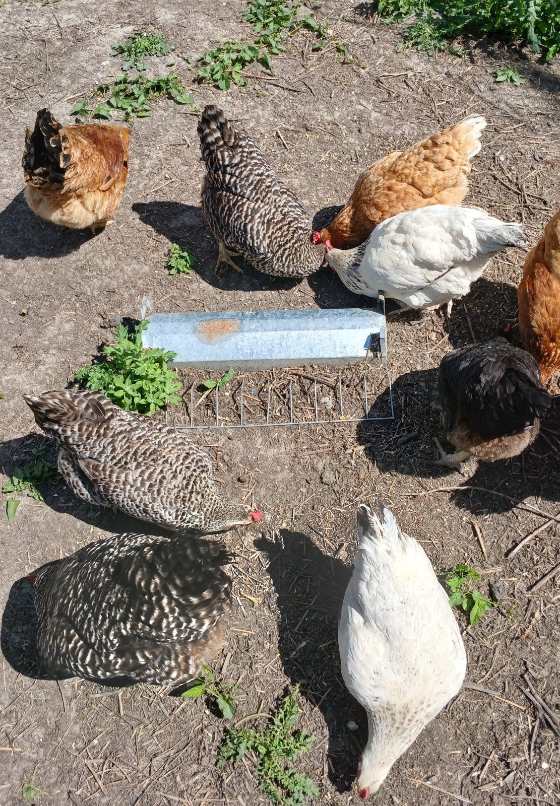 15 jonge hennen en 1 haan voor €150, Meerdere dieren, Kip