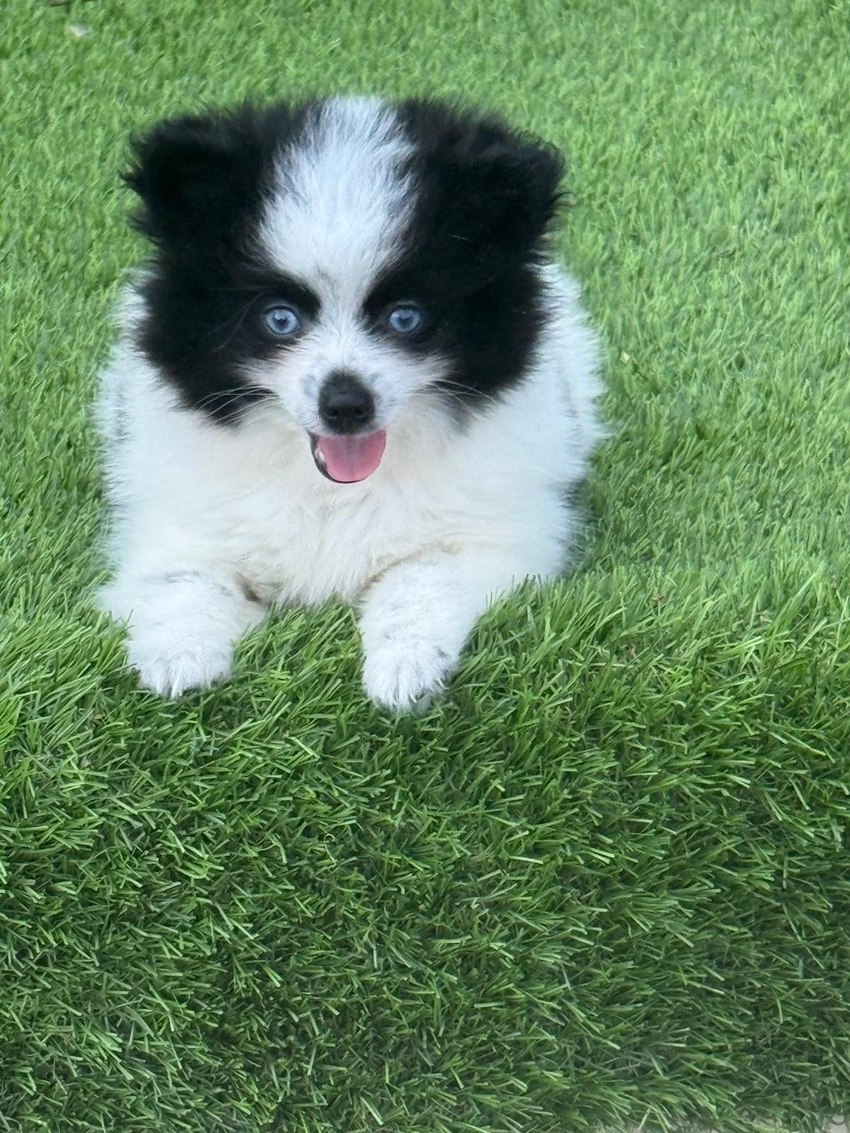 Te koop mooie Panda Pomeraan Pomeriaan pups (dwergkees), Parvo, Nederland, Keeshond, 8 tot 15 weken