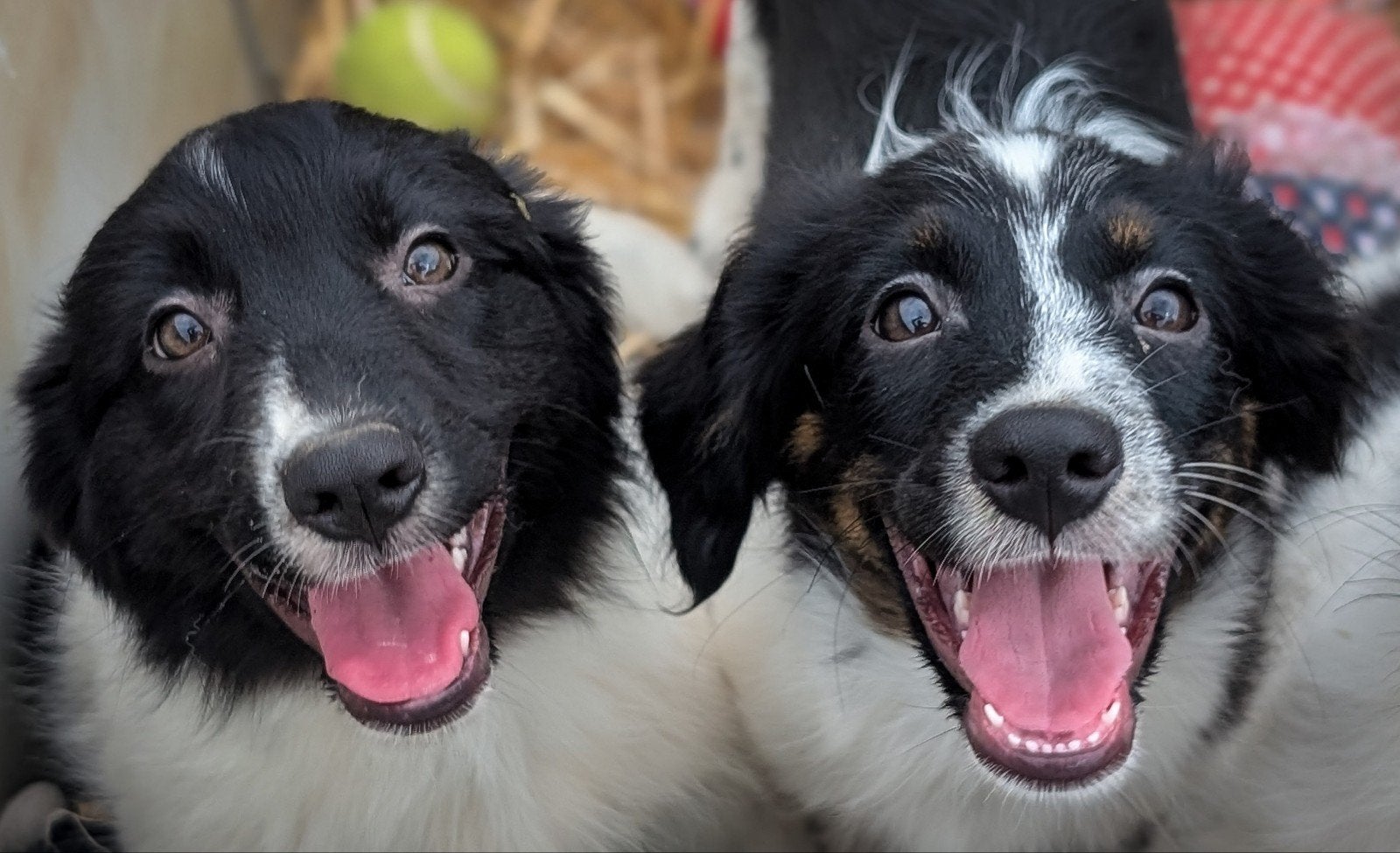 lieve friese stabij x kooiker pups zoeken baasjes, Dieren en Toebehoren, Parvo, Overige rassen, 8 tot 15 weken, Meerdere