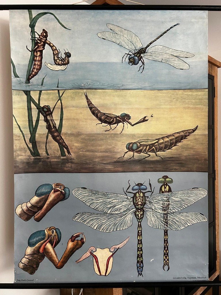 Libel (Jung en Koch), Ophalen of Verzenden, Natuur en Biologie