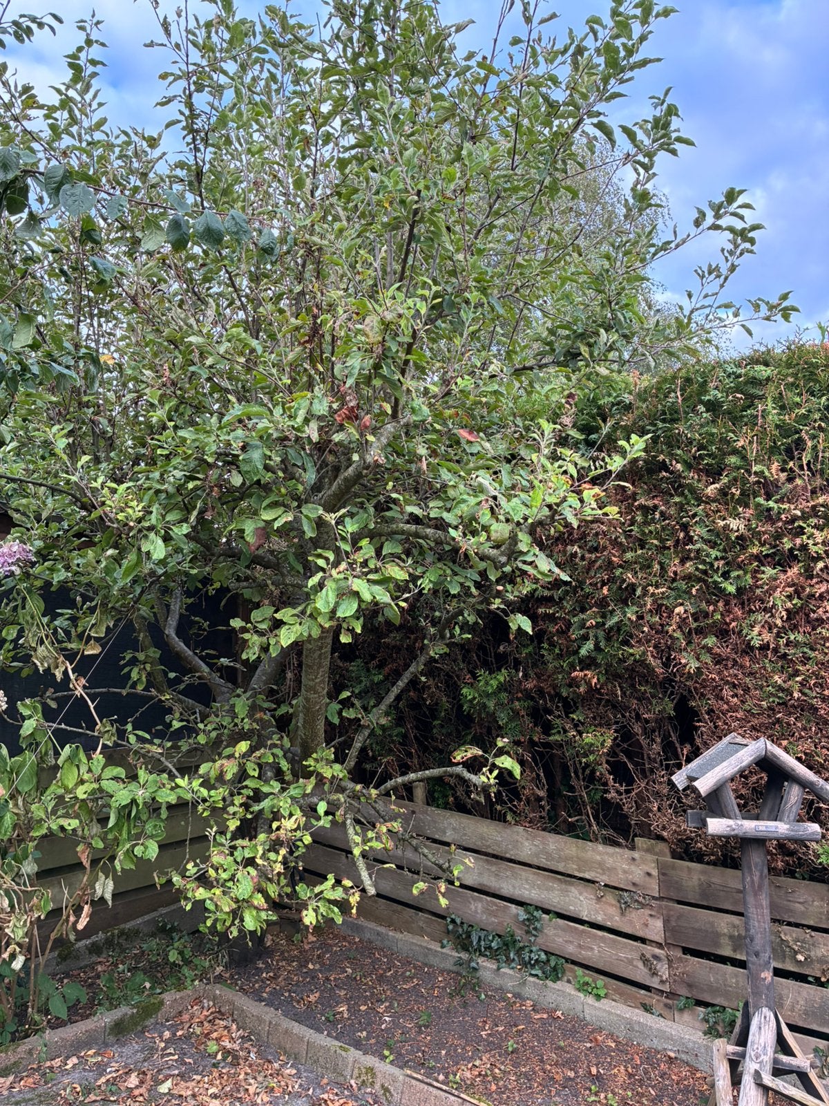Gratis afhalen voor het hout appelloze appelboom, Tuin en Terras, Planten | Bomen, Overige soorten, Lente, 100 tot 250 cm, Ophalen