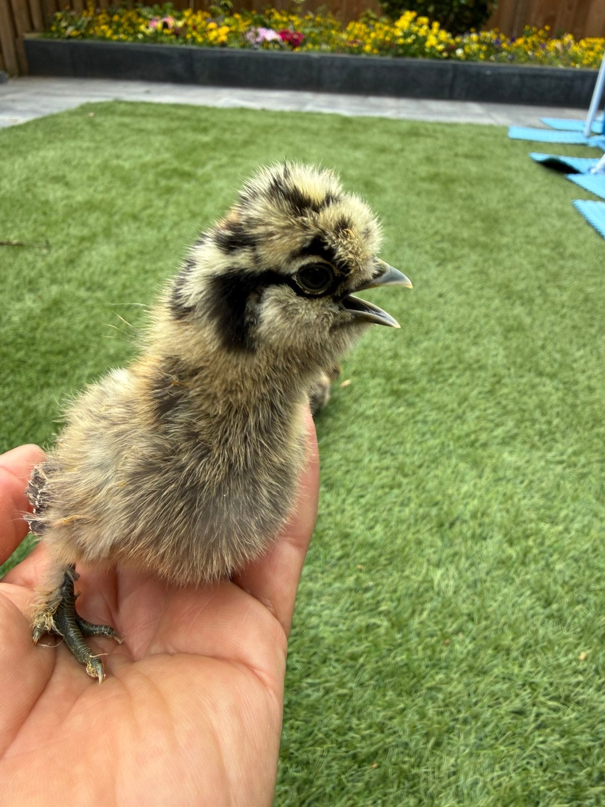USA zijdehoen kuikens, Dieren en Toebehoren, Pluimvee, Geslacht onbekend, Kip