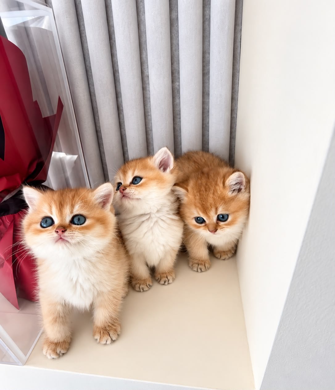 Britse Kittens, Meerdere dieren, Ontwormd