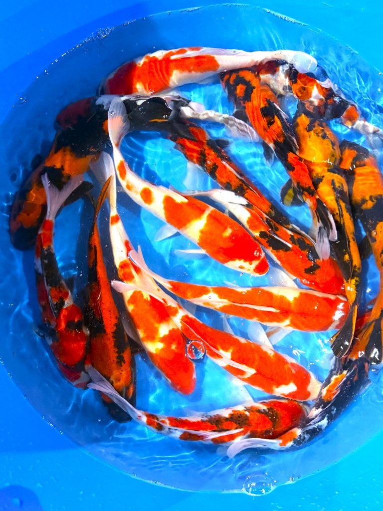 Van de Japanse kweker Hirasawa Marusei, Karper of Koi