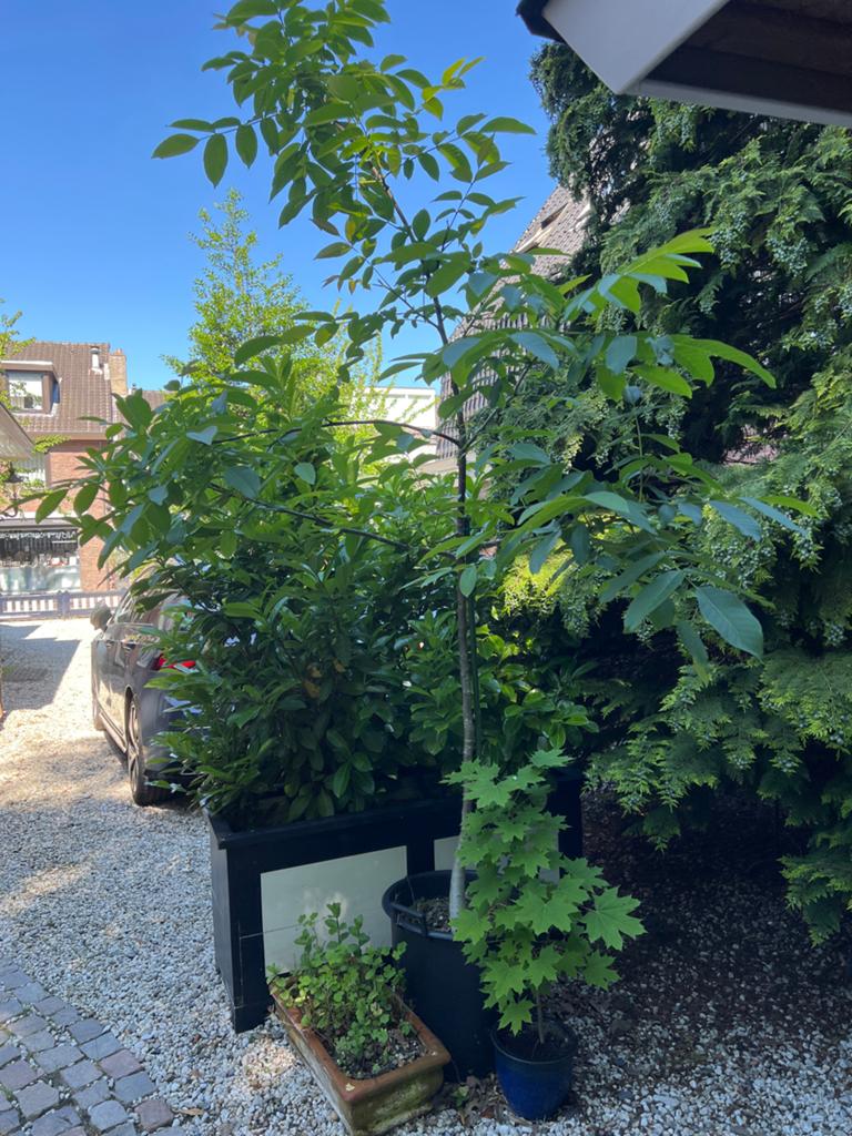 Walnotenboom in pot - 2,5 meter hoog, Volle zon, Vaste plant, Ophalen of Verzenden, Fruitplanten