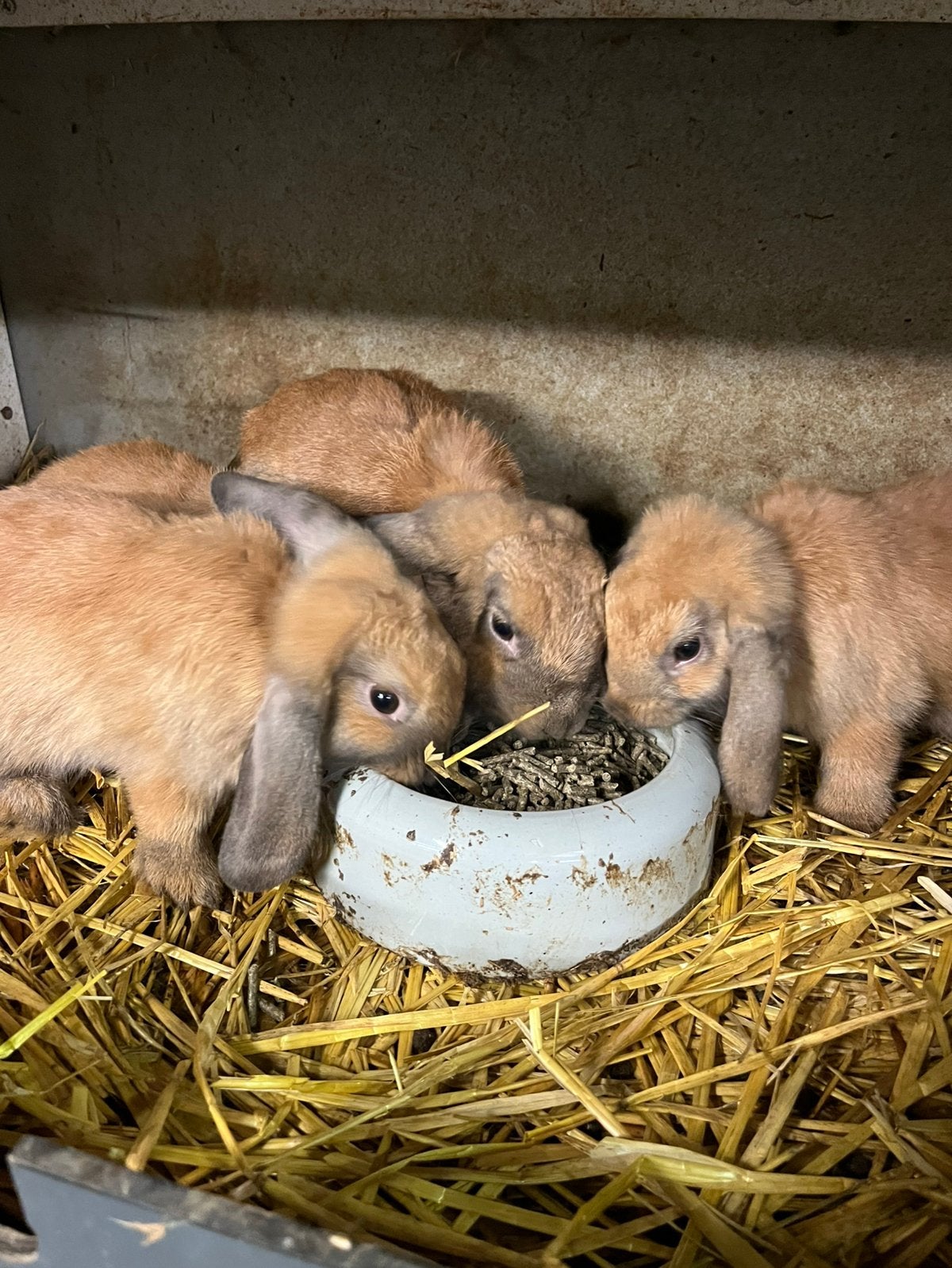 Te koop Hangoor Dwerg Blauw, Dieren en Toebehoren, Konijnen, Meerdere dieren, Dwerg, Hangoor
