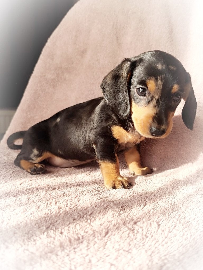 Zeer mooie dwergteckel pups, Parvo, België, Particulier, 8 tot 15 weken