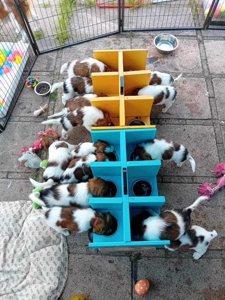 Puppy voerbakken met tussenschotjes, Ophalen, Zo goed als nieuw