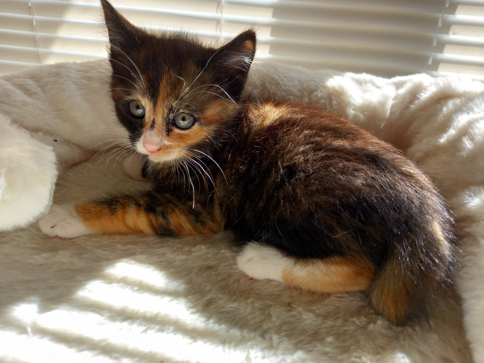 2 kittens, Dieren en Toebehoren, Katten en Kittens | Overige Katten, Poes, Kortharig, 0 tot 2 jaar