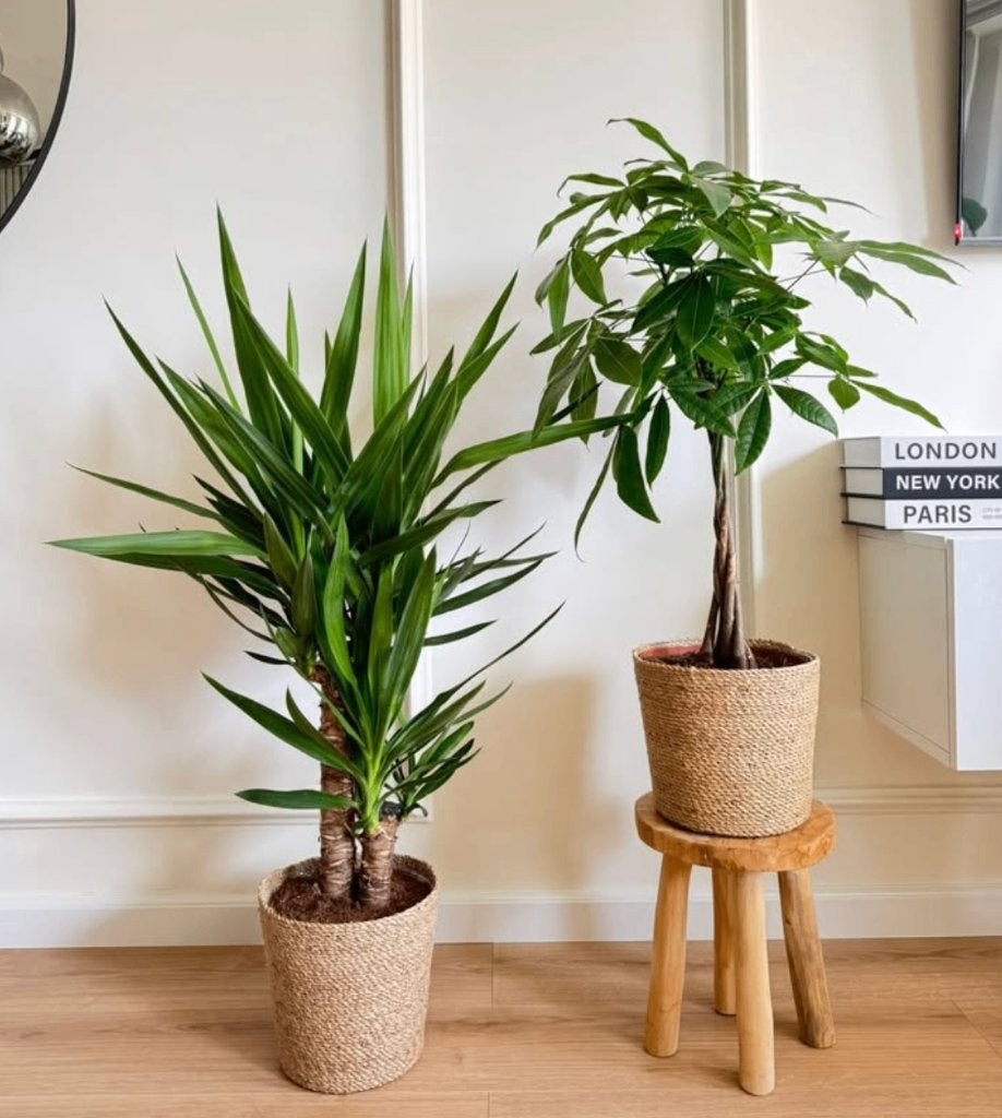 2 for 85- Yucca and Pachira (Money Tree), Ophalen of Verzenden, In pot, Halfschaduw, Minder dan 100 cm