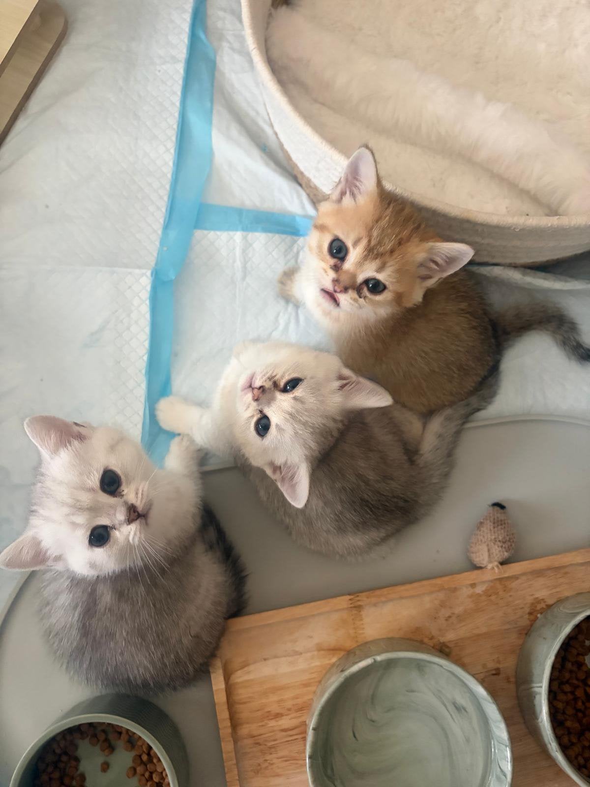 Britse Kortharen kittens (puur ras), Meerdere dieren