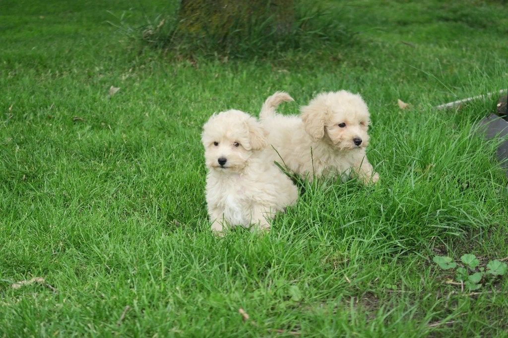 Boomer pups ( Maltezer x Maltipoo ), Parvo, Maltezer, Nederland, Reu