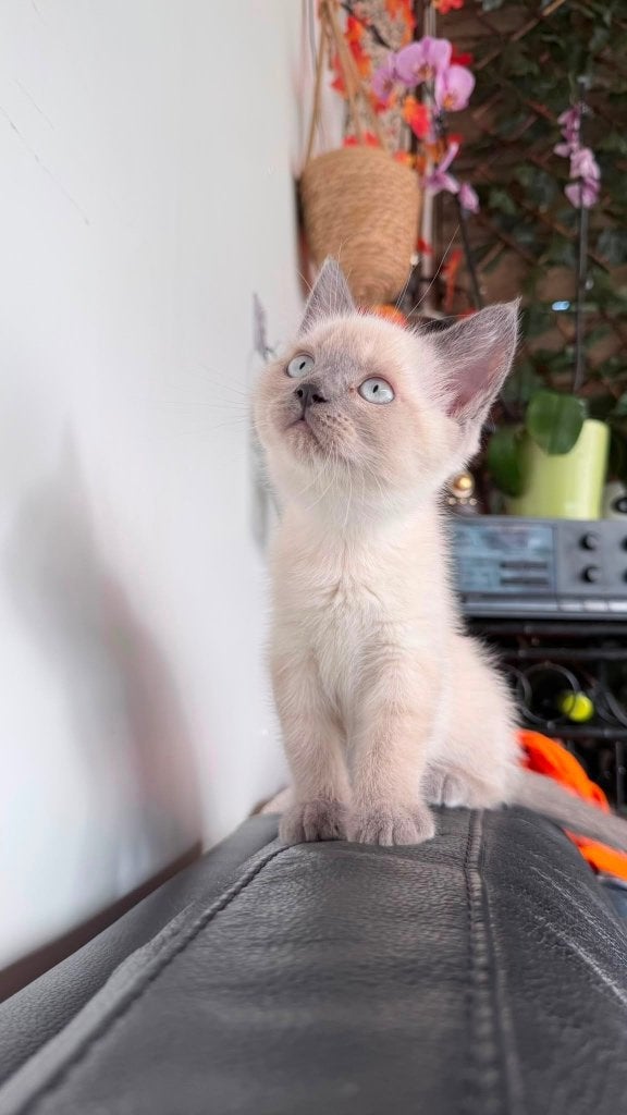Maine Coon x Britse Korthaar kittens, Meerdere dieren, Ontwormd, 0 tot 2 jaar