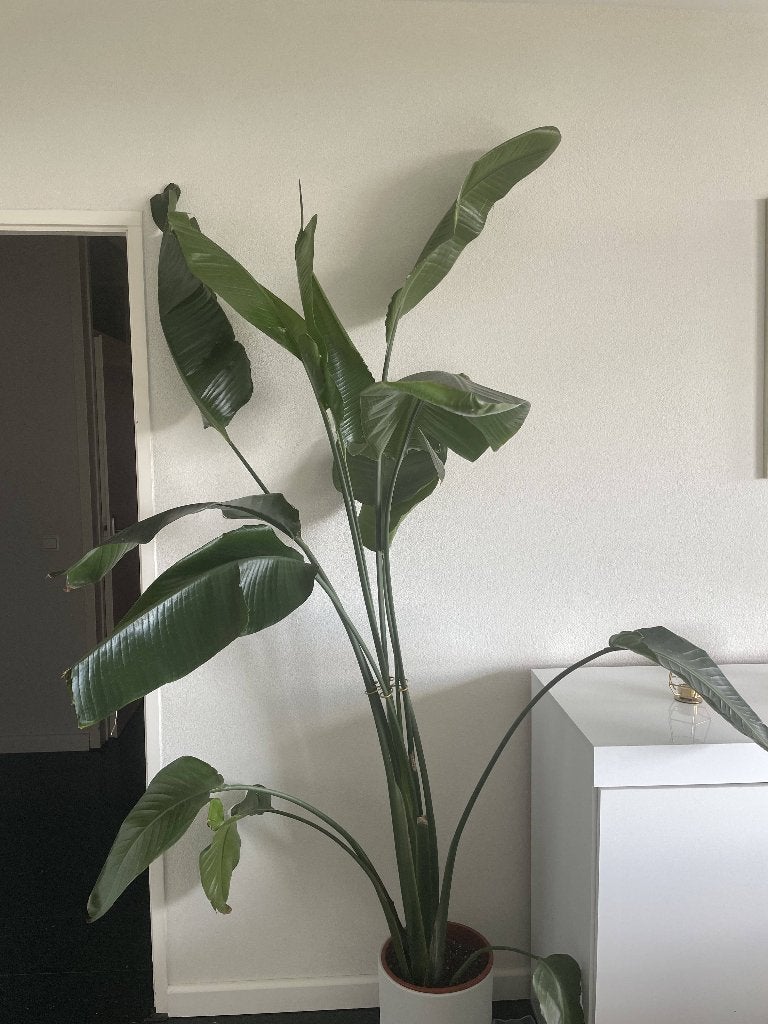 Strelitzia House Plant, Huis en Inrichting, Kamerplanten, Ophalen, Overige soorten, In pot, 150 tot 200 cm
