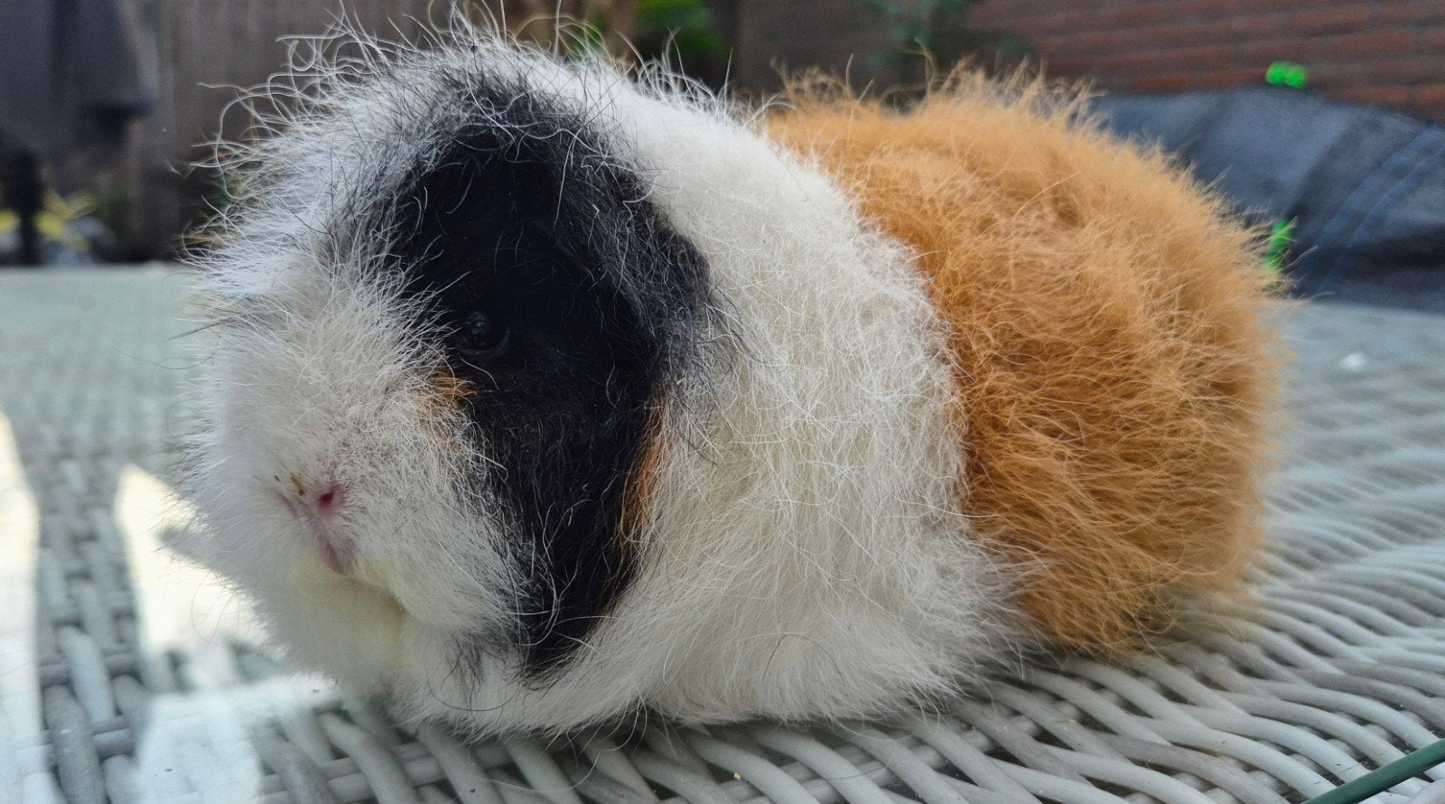 Mooi Ch-Teddy cavia zeugje zoekt knuffelhuis. Driekleur, Dieren en Toebehoren, Cavia, Vrouwelijk, Mei, Tam